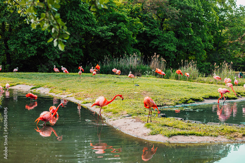 Photography Pink flamingos on the lake on a sunny summer day