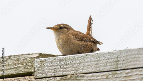 Fotografija Eurasian Wren, Minsmere, England