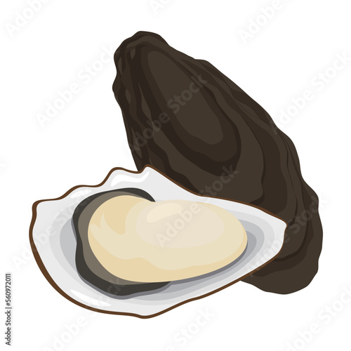 Vector illustration of oyster and shell.