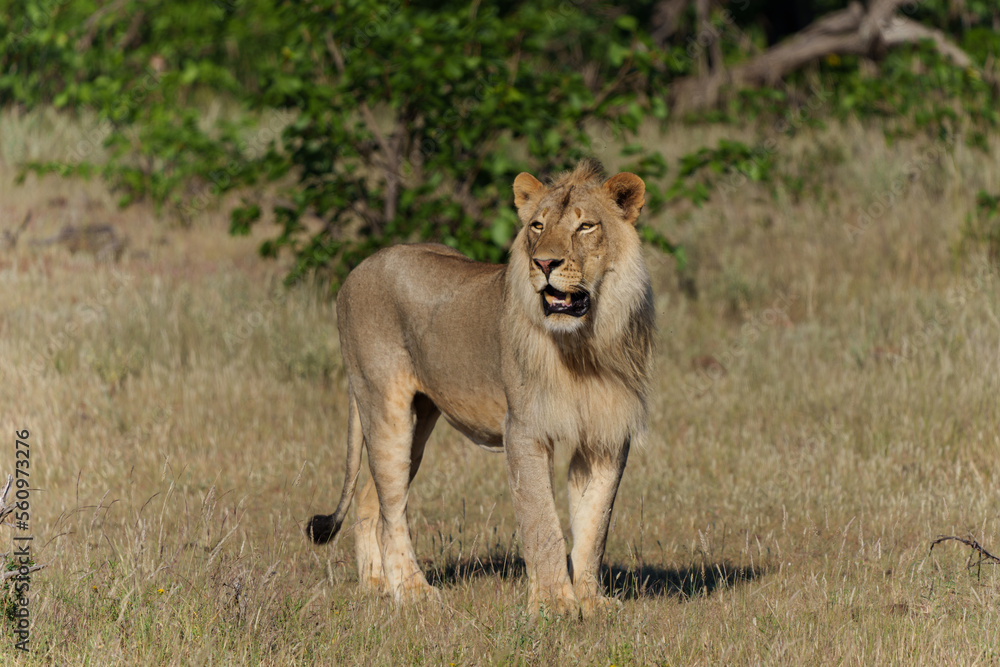 Lion (Panthera leo) male hunting in Mashatu Game Reserve in the Tuli Block in Botswana Lion (Panthera leo) male hunting in Mashatu Game Reserve in the Tuli Block in Botswana