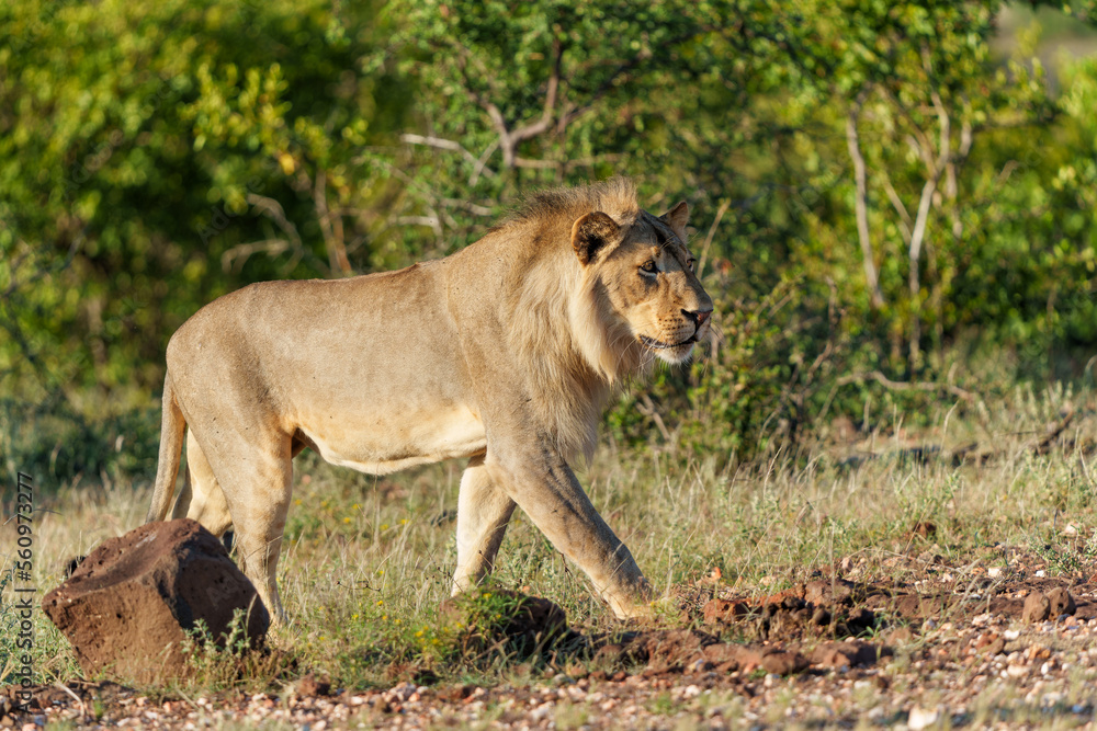 Lion (Panthera leo) male hunting in Mashatu Game Reserve in the Tuli Block in Botswana Lion (Panthera leo) male hunting in Mashatu Game Reserve in the Tuli Block in Botswana
