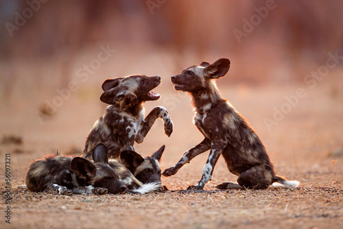 Print op canvas African wild dog pups waking up at sunrise in Mana Pools National Park in Zimbab