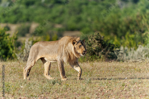 Fototapeta Naklejka Na Ścianę i Meble -  Lion (Panthera leo) male hunting in Mashatu Game Reserve in the Tuli Block in Botswana