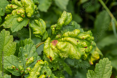 Gallic aphid on the leaves of red currant. The pest damages the currant leaves, red bumps on the leaves of the bush from the parasite disease photo