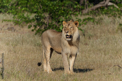Lion (Panthera leo) male hunting in Mashatu Game Reserve in the Tuli Block in Botswana