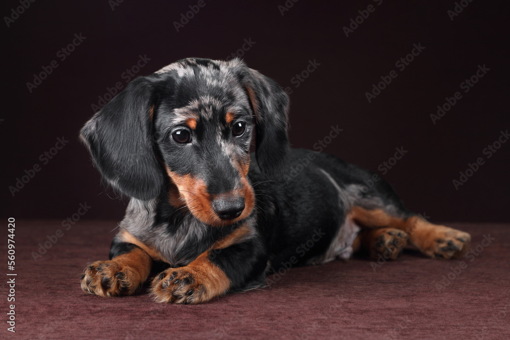 Cute little dachshund puppy on brown background