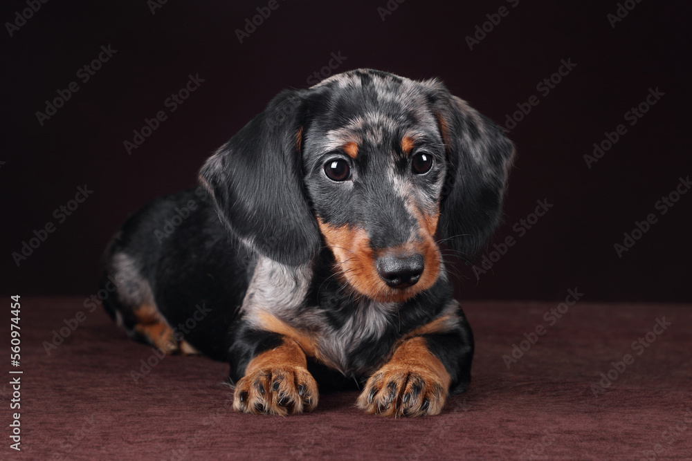 Cute little dachshund puppy on brown background Cute little dachshund puppy on brown background