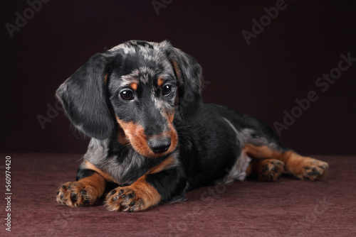 Cute little dachshund puppy on brown background © adyafoto