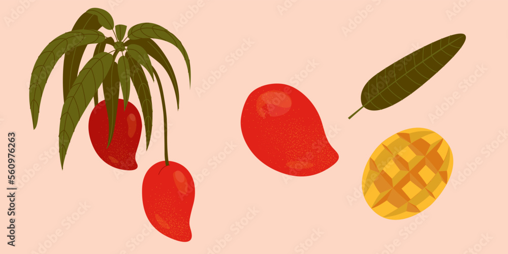 Collection of mango fruit, leaves and mango slice. Mango for menu design, brochure illustration. Can used for packaging Collection of mango fruit, leaves and mango slice. Mango for menu design, brochure illustration. Can used for packaging