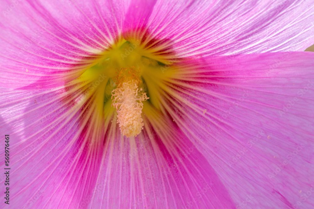 Obraz premium Flower