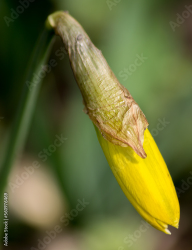 Blume