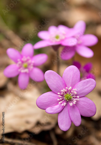 Tree Flowers