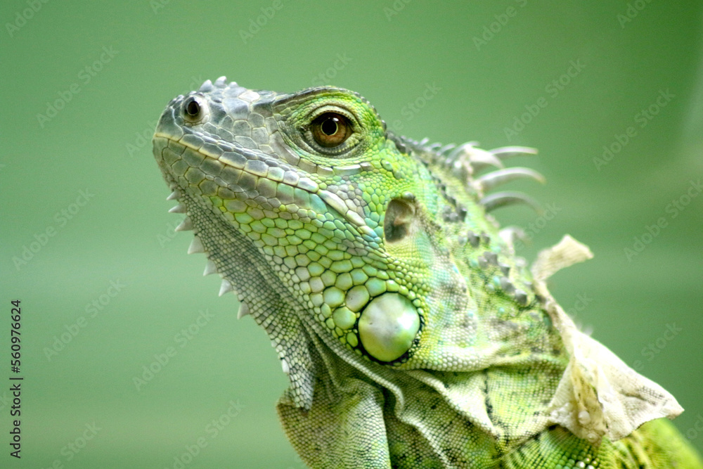 green iguana green iguana