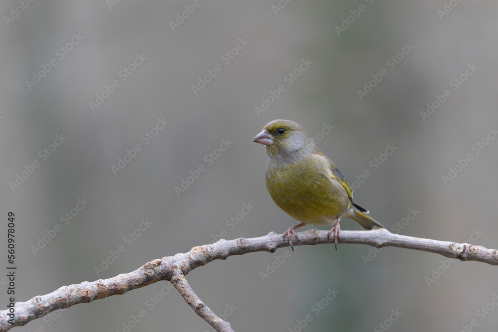 Green finch Chloris chloris sitting on a branch