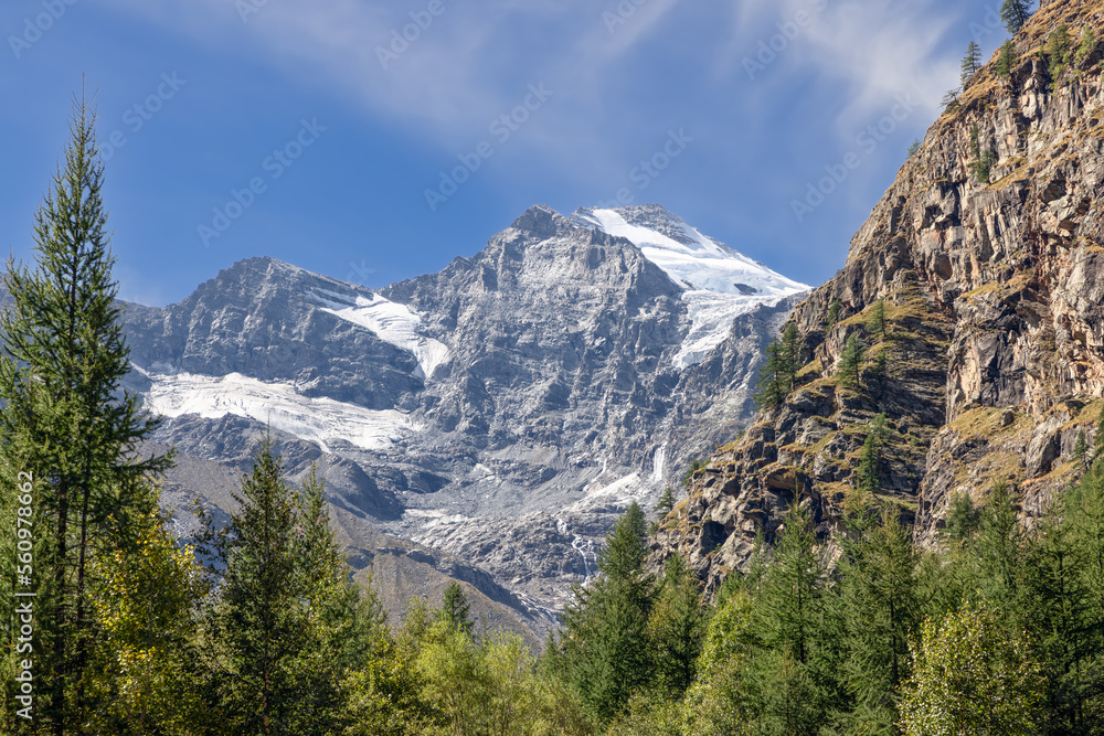 Alpine gorge bottom with evergreen pine forest in Gran Paradiso National Park. Aosta valley, Italy
