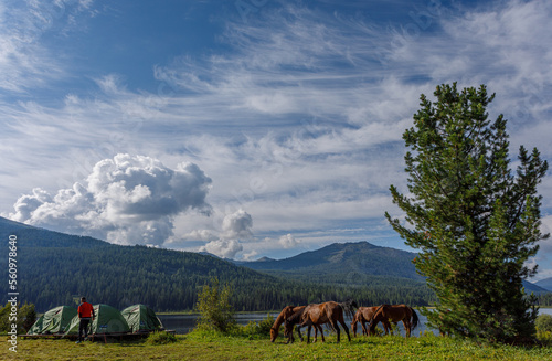 Fototapeta Naklejka Na Ścianę i Meble -  horses on the meadow