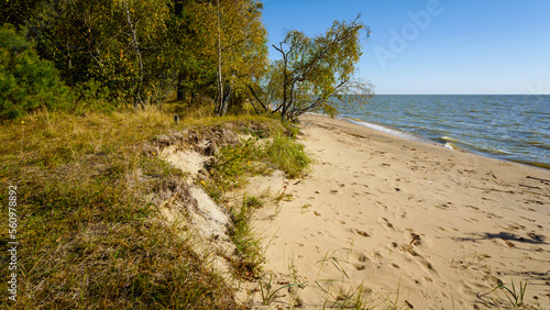 Wallpaper Mural Sandy beach and autumn forest on a sunny day Torontodigital.ca