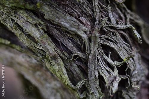Gros plan sur un cep de vigne