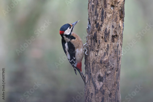 great spotted Woodpecker Dendrocopos major climbing on tree trunk © denis
