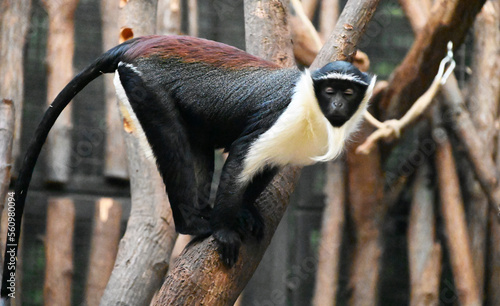 A Dinana monkey  (roloway monkey) on tree