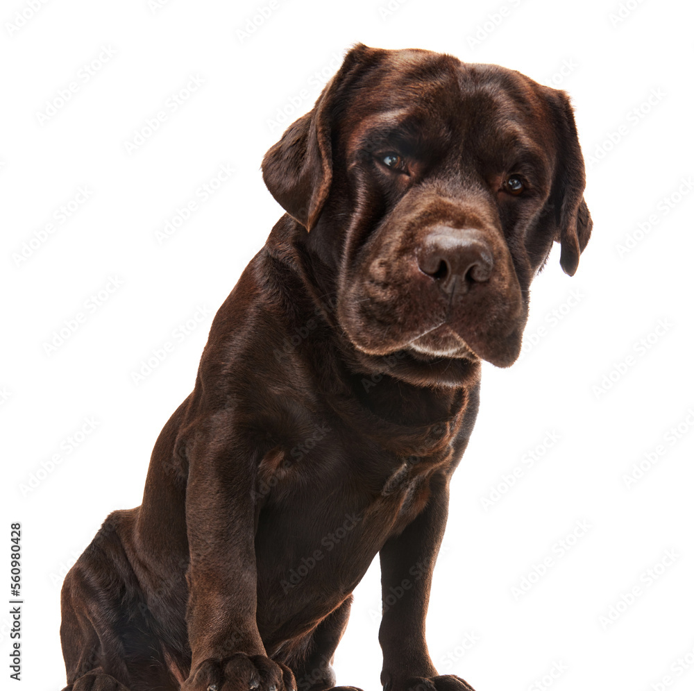 Studio photo of beautiful brown Labrador dog posing, looking at camera over white studio background. Concept of pets, domestic animal, care