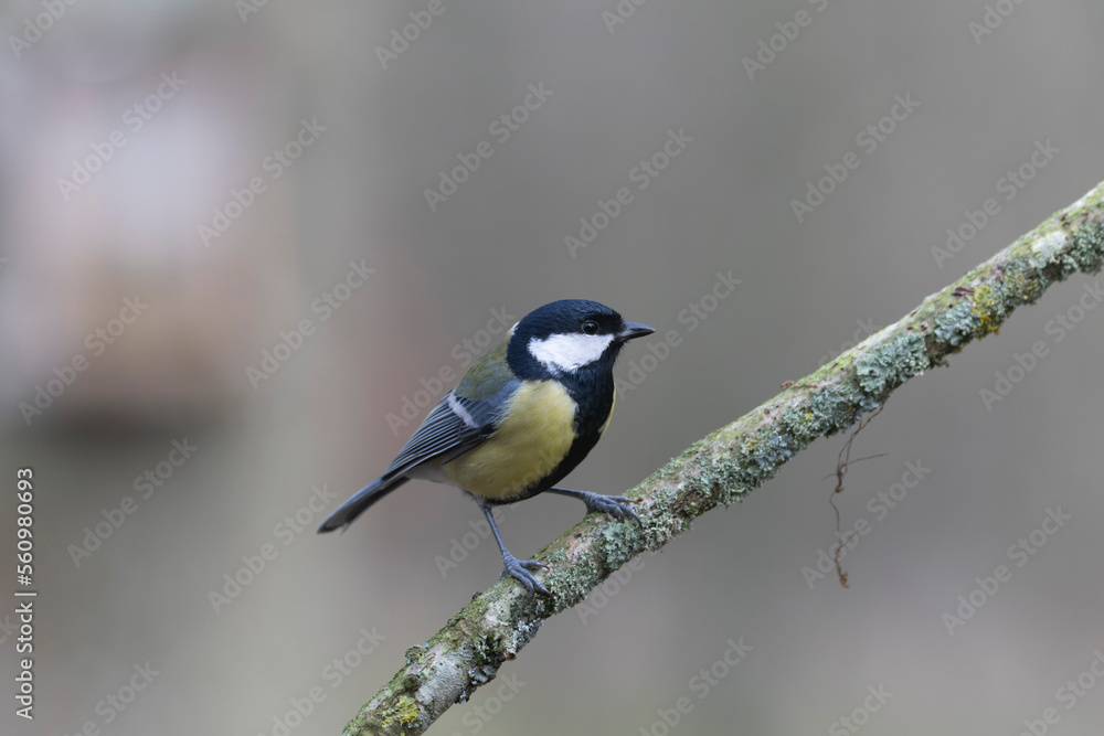 Great Tit Parus major, a passerine bird, perched Great Tit Parus major, a passerine bird, perched