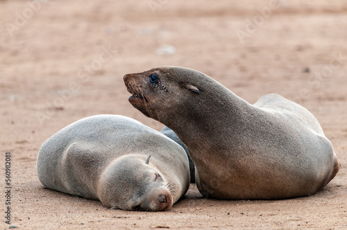 Close-up of a seal at beach near the Skeleton Coast in Namibia