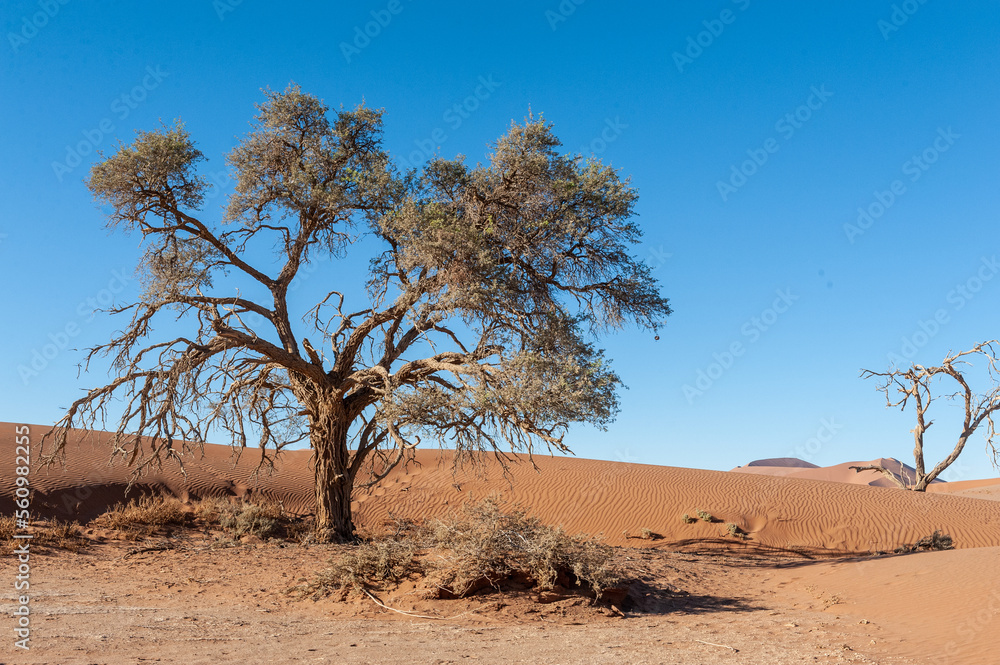 Landscape shot of the sand dunes and scattered trees near Sossusvlei, Namibia Landscape shot of the sand dunes and scattered trees near Sossusvlei, Namibia