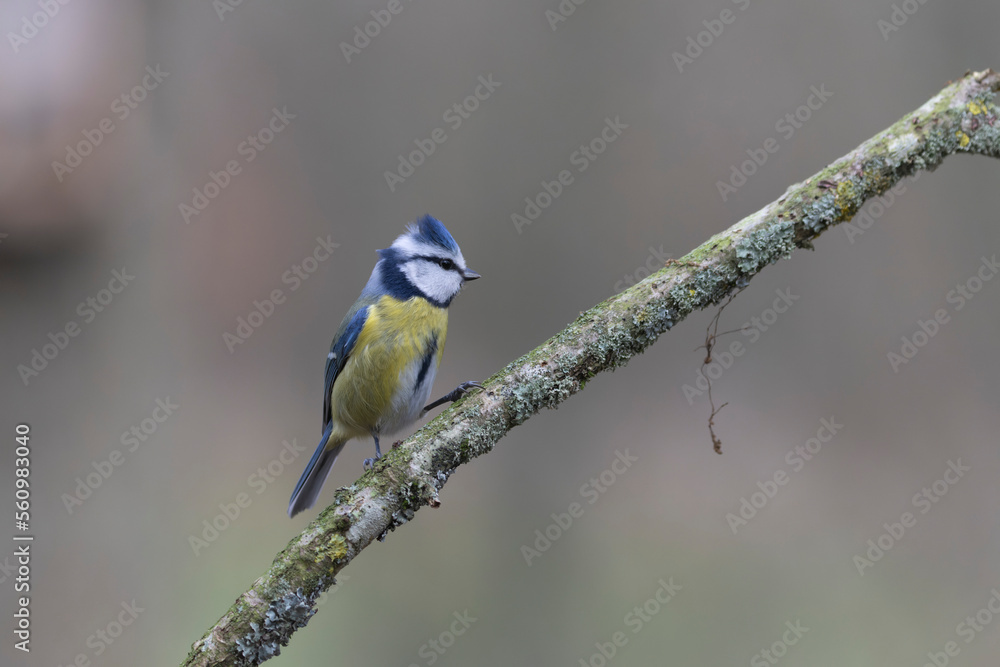 Blue Tit Cyanistes caeruleus perched on a dead branch Blue Tit Cyanistes caeruleus perched on a dead branch