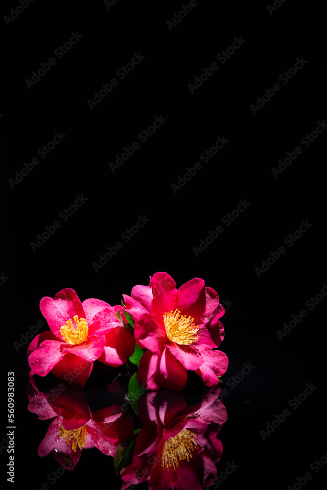 Fototapeta premium 満開のサザンカ