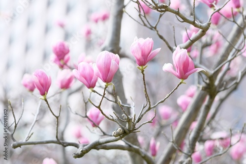 purple magnolia in full blooming