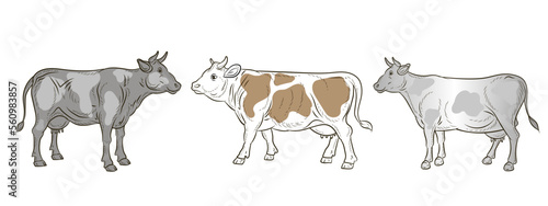 Animals, a color image of a cow. Vector drawing.