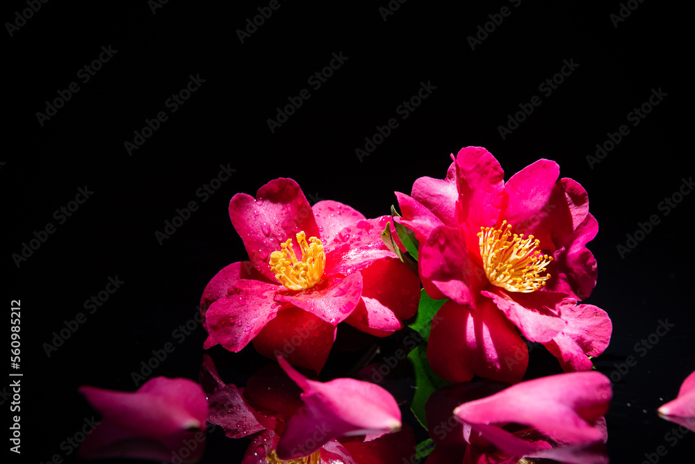 Fototapeta premium 満開のサザンカ