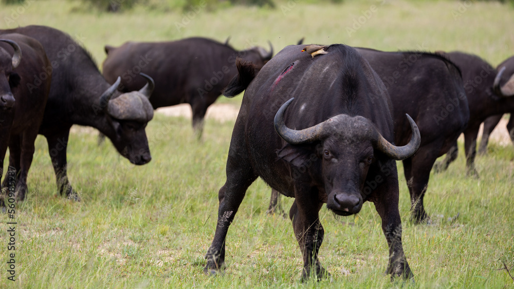 a yellow-billed oxpecker feeding on blood from an injured buffalo a yellow-billed oxpecker feeding on blood from an injured buffalo