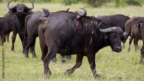 a yellow-billed oxpecker feeding on blood from an injured buffalo