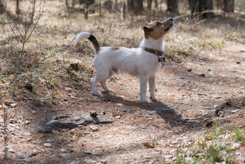 Curious dog, jack russell is playing in the park. Dog in a collar in the spring forest. Jack Russell Terrier stands on a forest path. Walking with a pet in nature. Expectant and inquisitive terrier