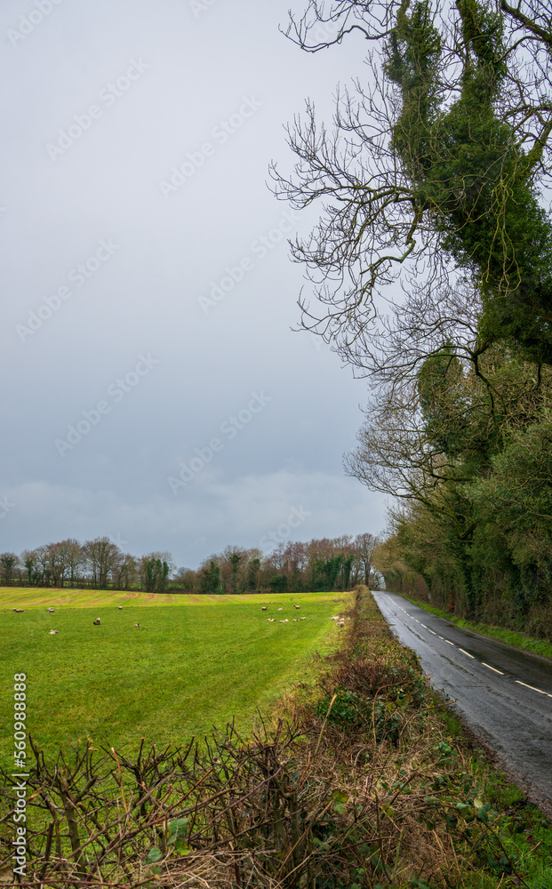 Field in County Antrim, UK