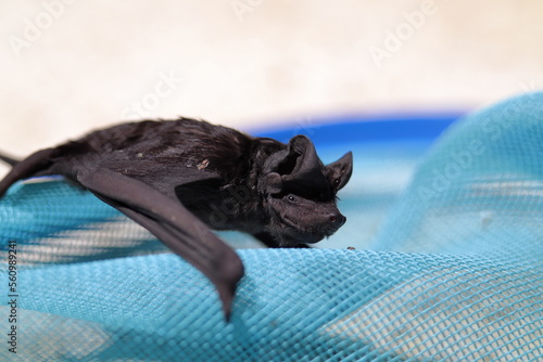 A small sick bat over a blue net
