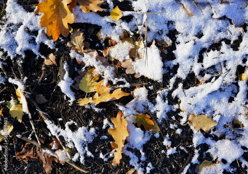 Frischer Schnee auf dem Laub im Park