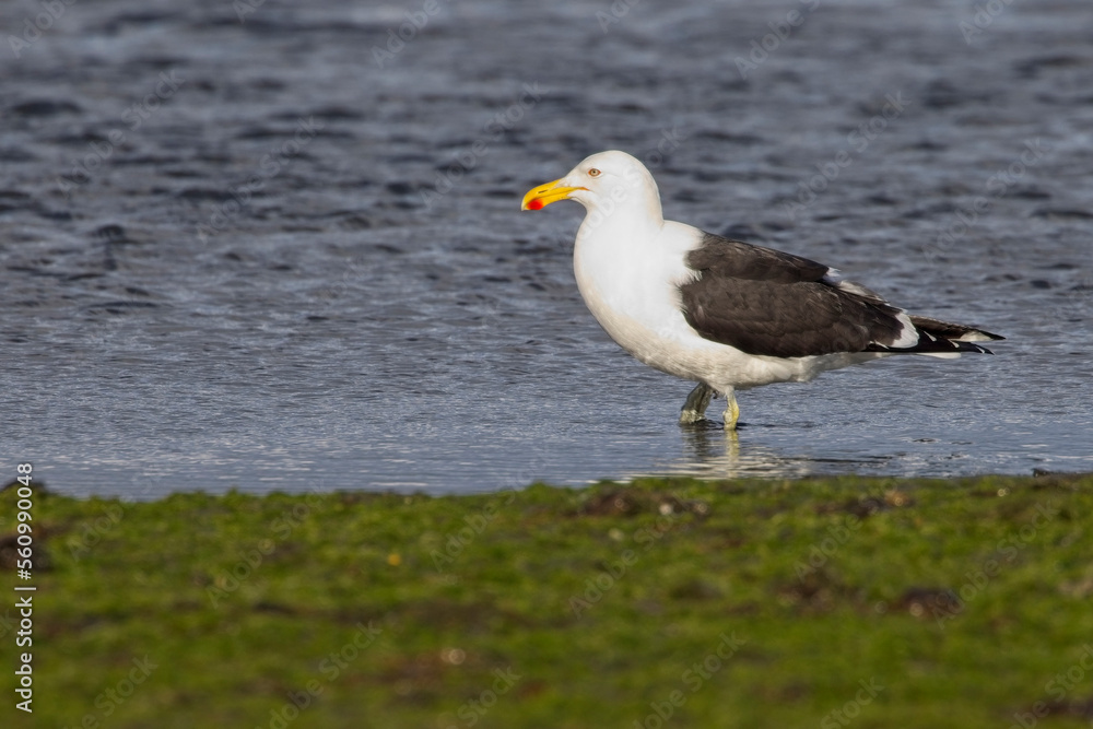 Kelp Gull, adult standing on the shoreline, Patagonia, Argentina.