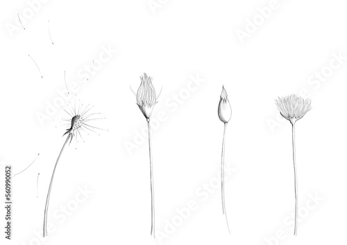Digital drawing of a Dandelion 