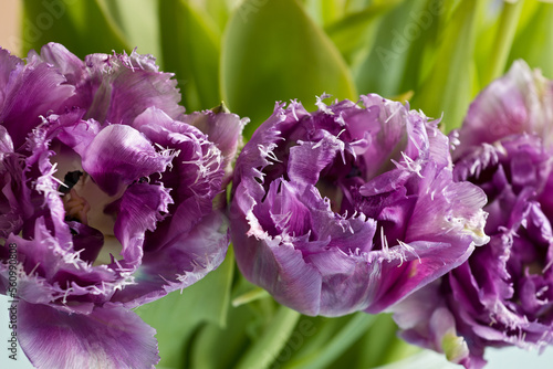 violette Blüten der Crispa-Tulpe in Nahaufnahme photo