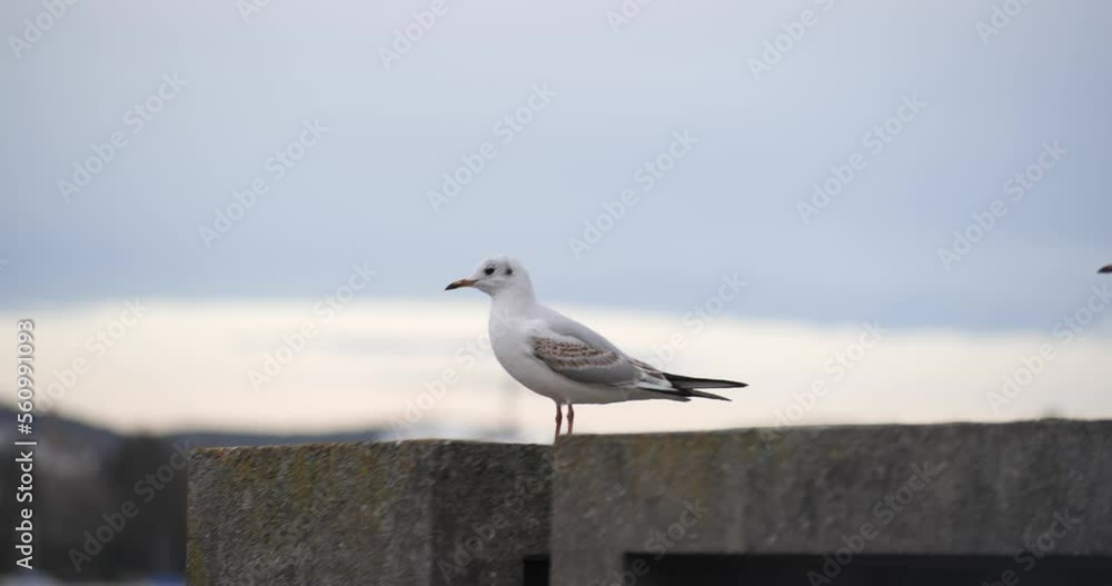 Seagull standing on shore rock on a windy day in Zurich, Europe. Close up telephoto shot, shallow depth of field, real time, no people Seagull standing on shore rock on a windy day in Zurich, Europe. Close up telephoto shot, shallow depth of field, real time, no people