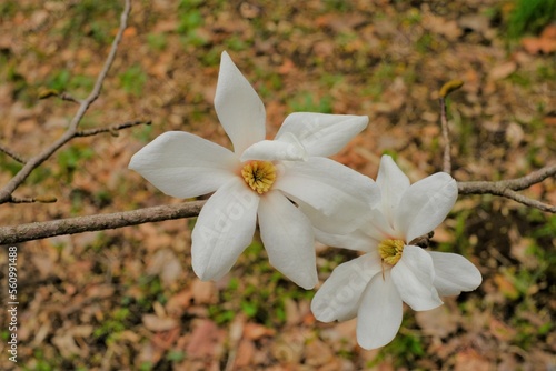 kobus magnolia in full blooming photo