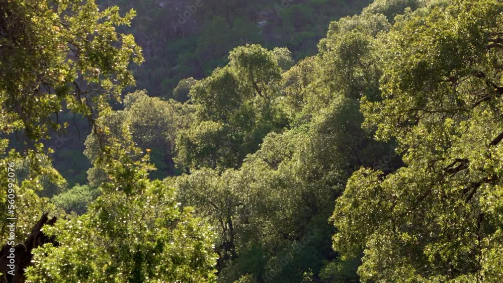 Zoom-in view of a forest with dawn light in the Sierras de Merlo, San Luis. . 4K, summertime Zoom-in view of a forest with dawn light in the Sierras de Merlo, San Luis. . 4K, summertime