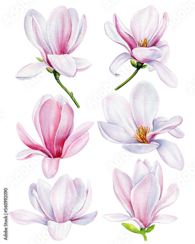 Magnolia flowers Isolated on white background. Spring flowers watercolor. Blooming magnolia set.