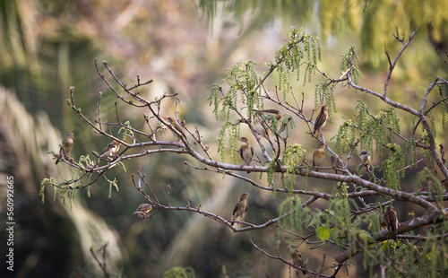 Baya weavers