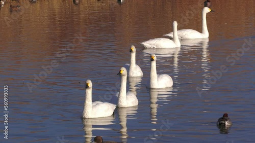 御法田遊水地で越冬するコハクチョウ