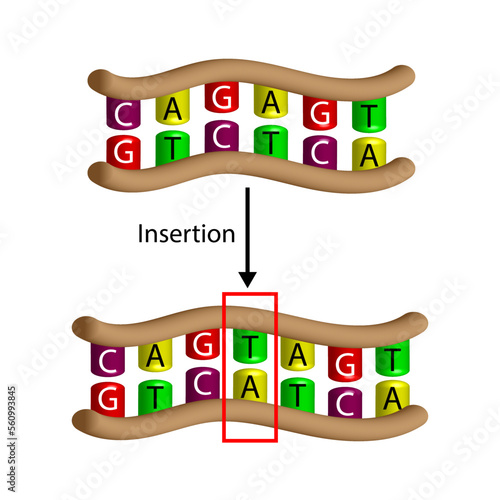 Insertion mutation, involves the addition of one or more nucleotides into a segment of DNA. Changing sequence of G and C, T and A on DNA strand. Genomics, Scientific design, Vector illustration.