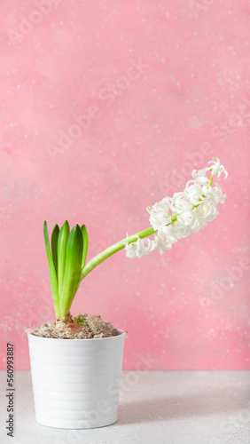 Fototapeta Naklejka Na Ścianę i Meble -  white hyacinth traditional winter christmas or spring flower on pink background